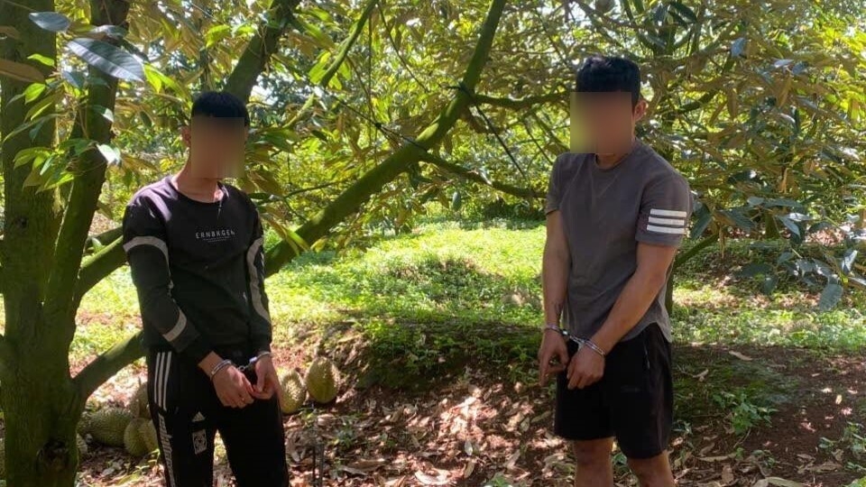 Tạm giữ 2 đối tượng ở Đồng Nai cắt trộm khoảng 3 tạ sầu riêng